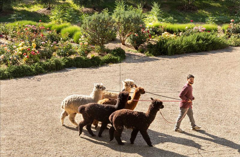 Loving Alpaca