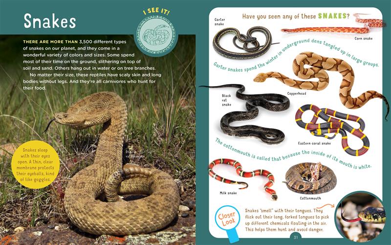 Backpack Explorer: Spotting Snakes and Frogs, and Other Reptiles and Amphibians