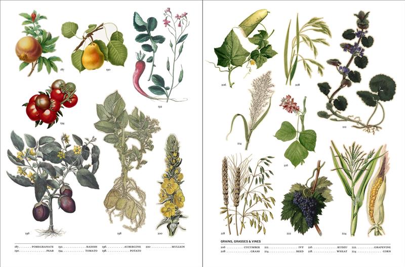 Flora