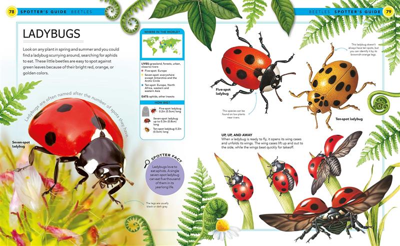 Bugs: A Spotter's Guide