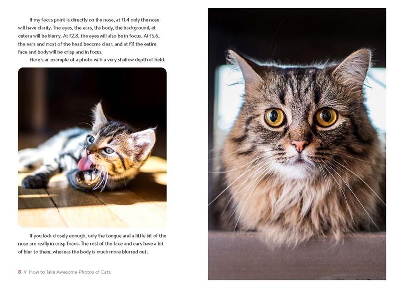 Comment prendre de superbes photos de chats