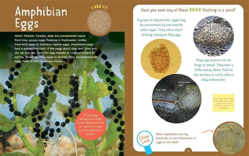 Backpack Explorer: Spotting Snakes and Frogs, and Other Reptiles and Amphibians