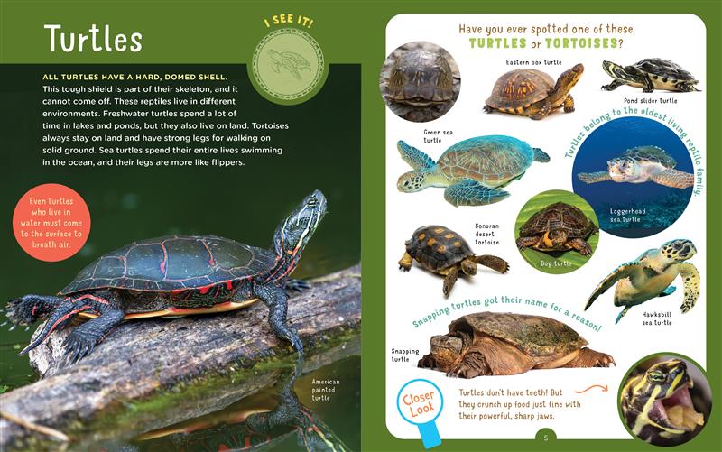 Backpack Explorer: Spotting Snakes and Frogs, and Other Reptiles and Amphibians
