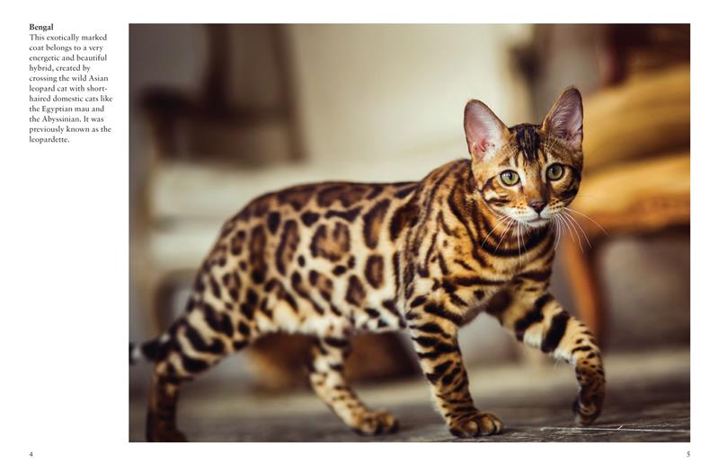 Chats