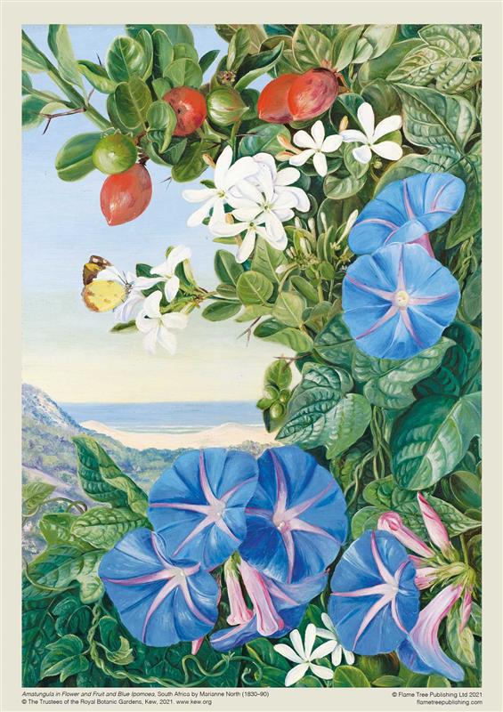 Puzzle adulte Kew : Marianne North : Amatungula et Ipomoea bleu, Afrique du Sud