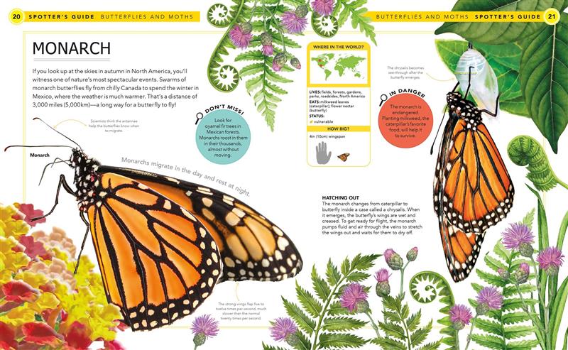 Bugs: A Spotter's Guide