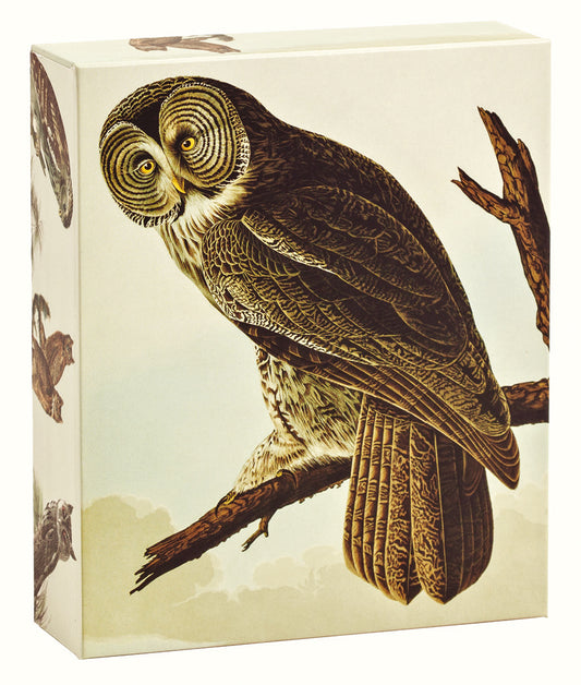 Notes rapides sur les hiboux d'Audubon