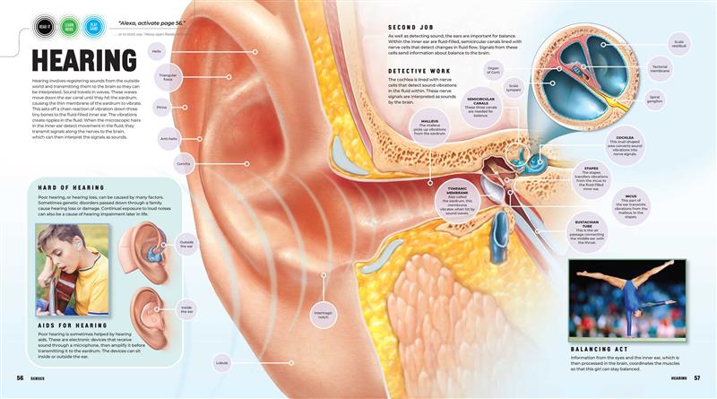 Discover: The Human Body (Ready Activated)