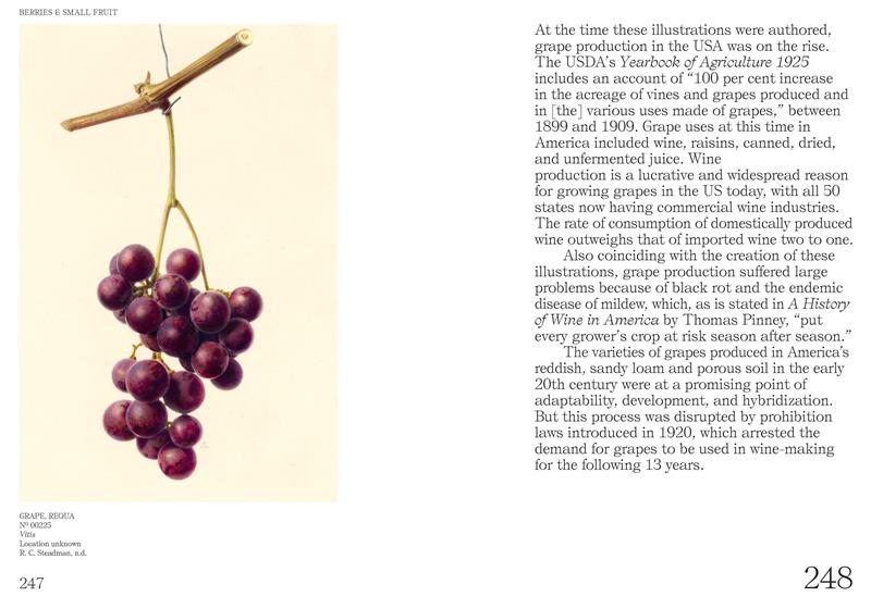 An Illustrated Catalog of American Fruits & Nuts