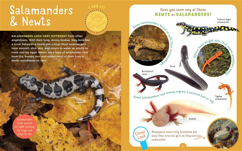 Backpack Explorer: Spotting Snakes and Frogs, and Other Reptiles and Amphibians