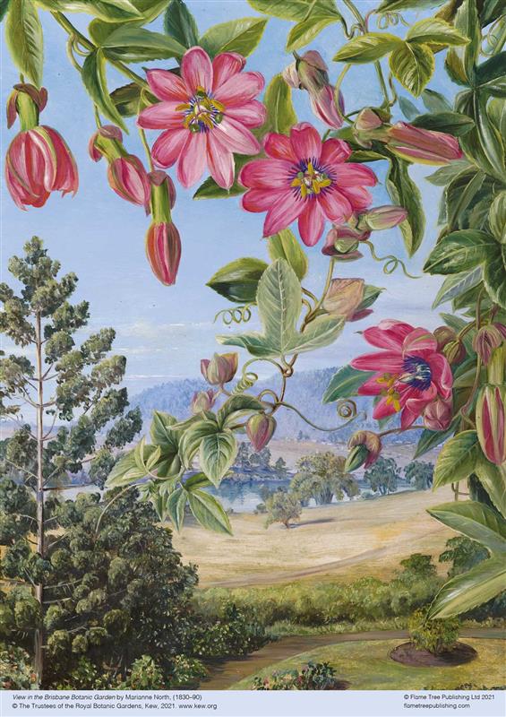 Puzzle adulte Kew : Marianne North : Vue dans le jardin botanique de Brisbane (500 pièces)