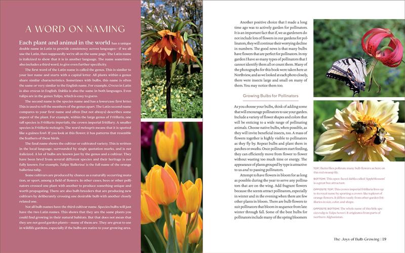 The Essential Guide to Bulbs