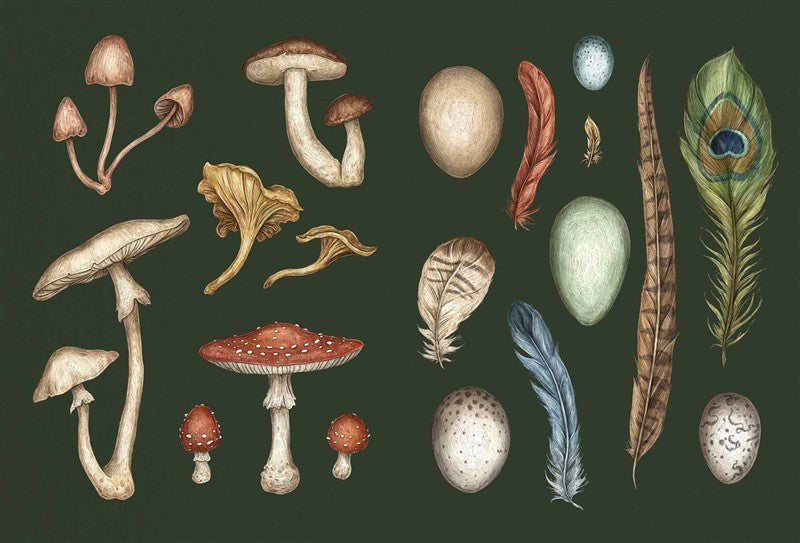 The Collector's Curio