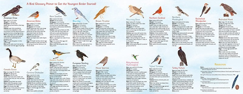 Sparrow Loves Birds