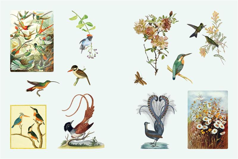 Cabinet of Curiosities II