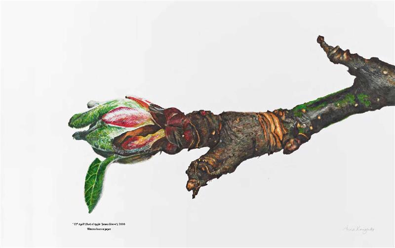 RHS Botanical Illustration