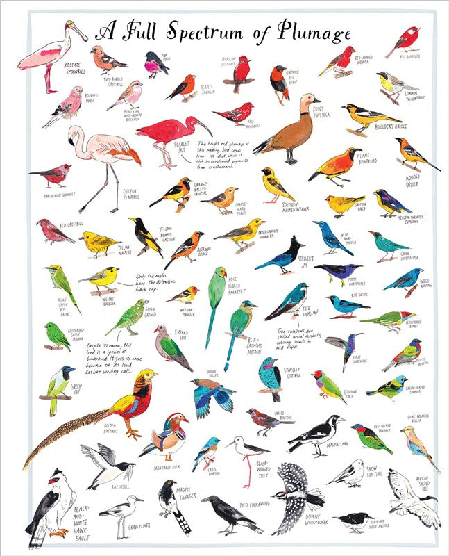 Bird Anatomy Posters
