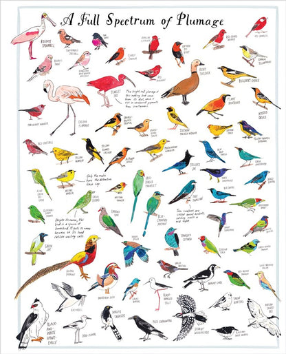Bird Anatomy Posters