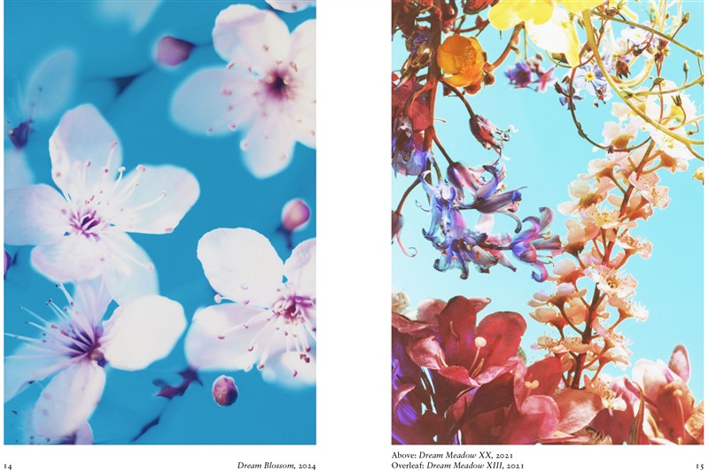New Photography of the Flower.
