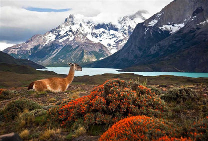 The Wildflower Travel Book