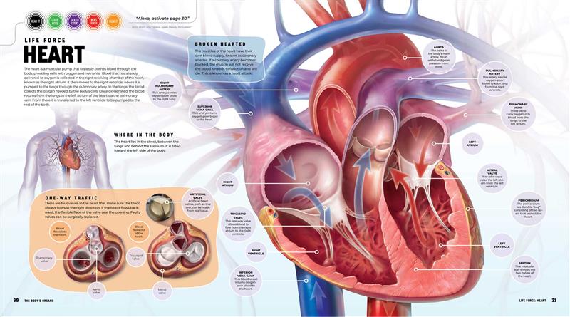 Discover: The Human Body (Ready Activated)