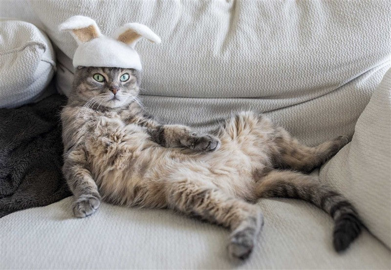 New Photography of the Cat.
