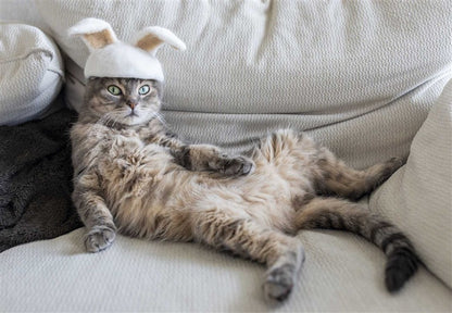New Photography of the Cat.