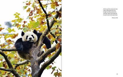 Giant Panda