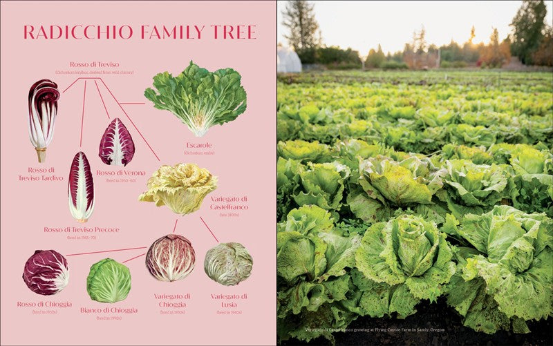 Radicchio