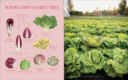 Radicchio