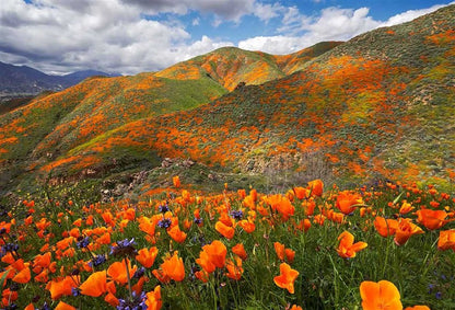The Wildflower Travel Book