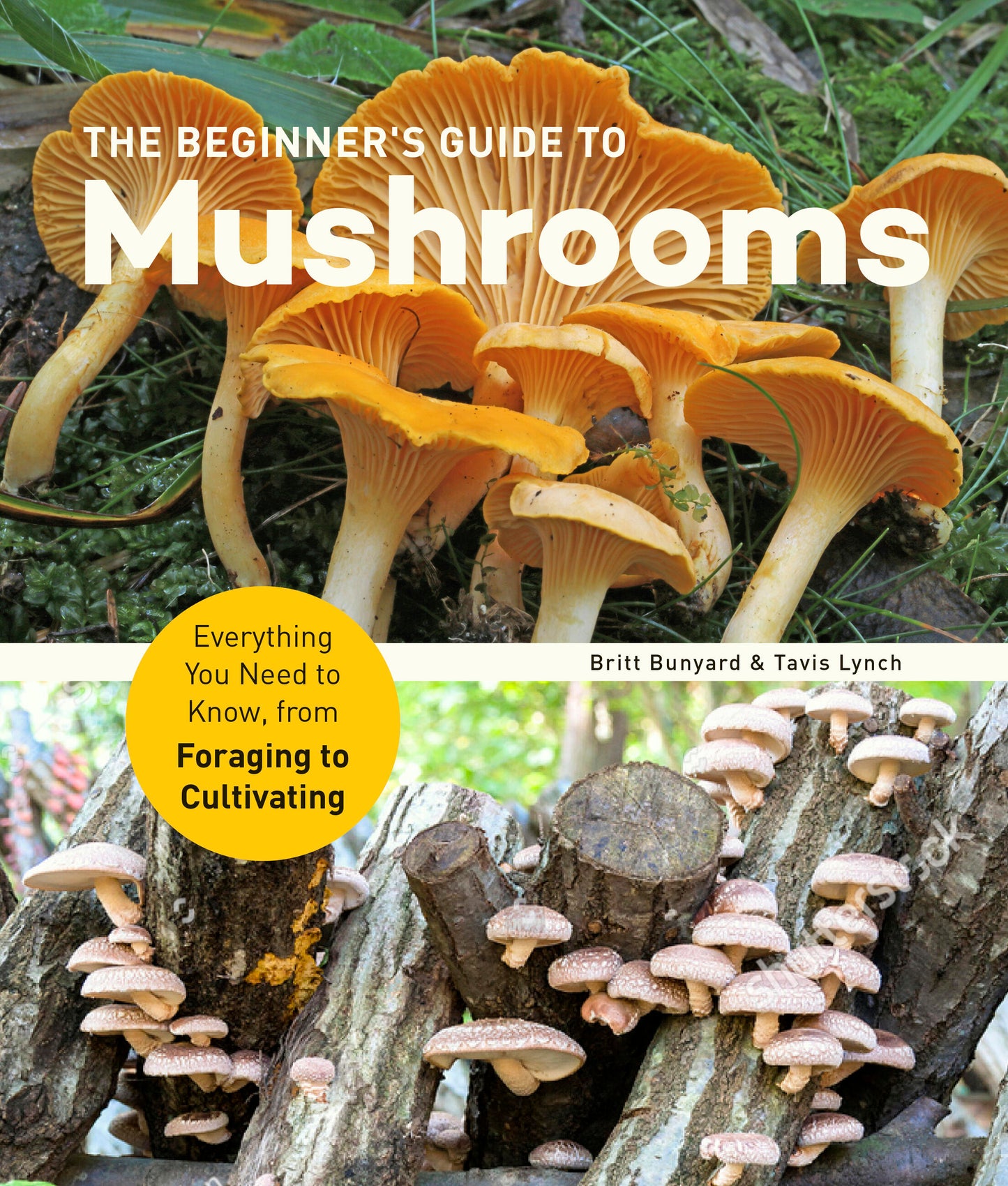 Le guide du débutant sur les champignons