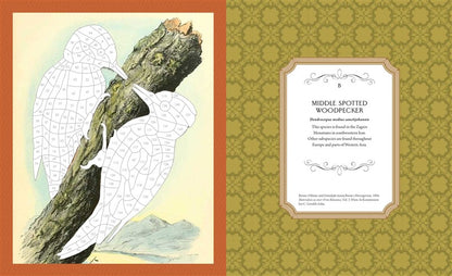 Museum Mosaics: Birds of the Smithsonian