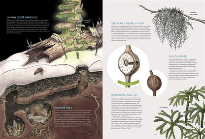 The Forest Revealed