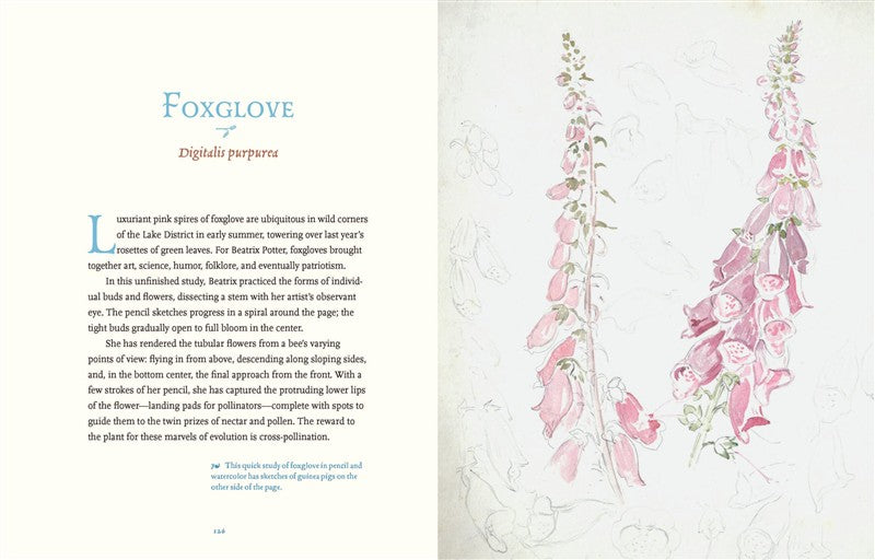 Beatrix Potter’s Botanical