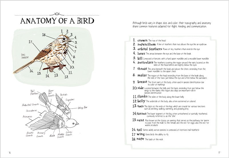 Bird Anatomy