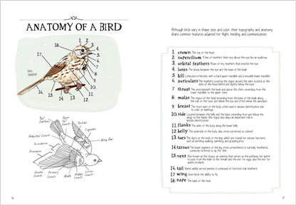 Bird Anatomy