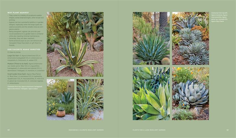 Designing the Lush Dry Garden