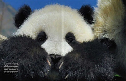 Giant Panda