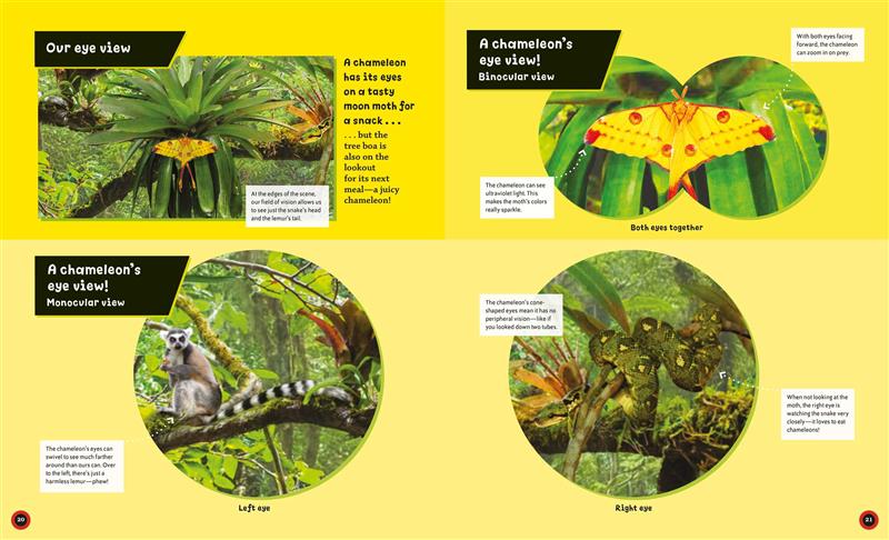 Eye View: Jungle Animals