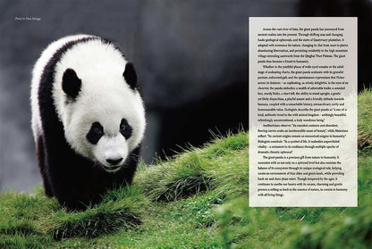 Giant Panda