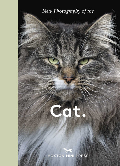 New Photography of the Cat.