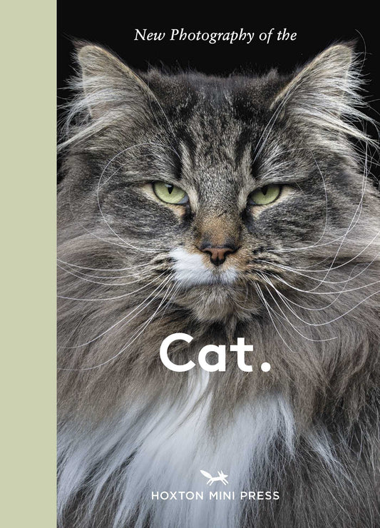 New Photography of the Cat.