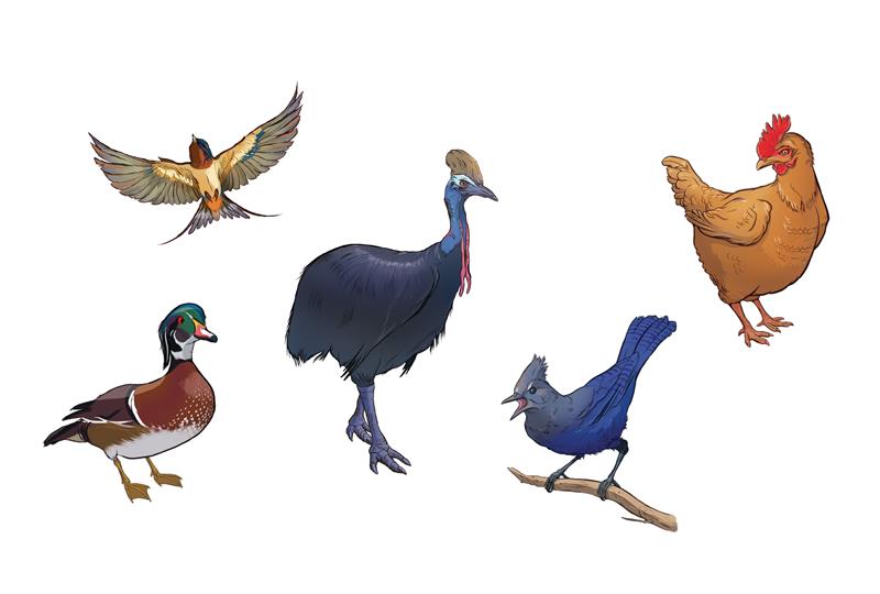Soaring, Singing Tattoo Birds