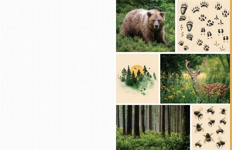 Cut &amp; Collage Woodland Creatures