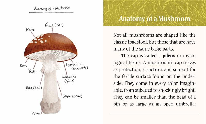 Mushrooms: A Wooden Magnet Set