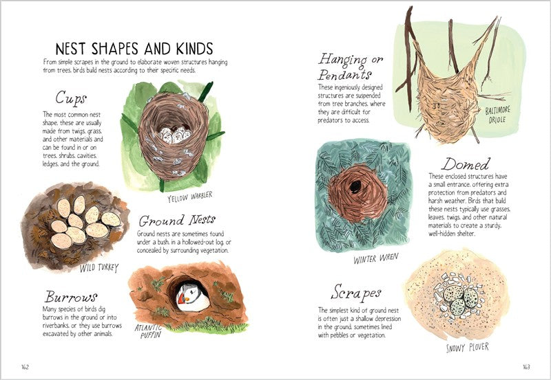 Bird Anatomy