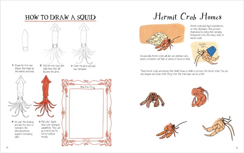 Julia Rothman's Ocean Anatomy Activity Book