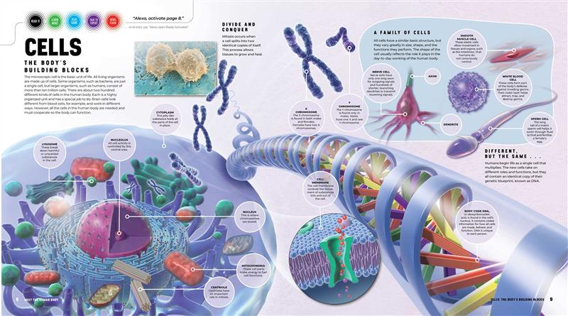 Discover: The Human Body (Ready Activated)