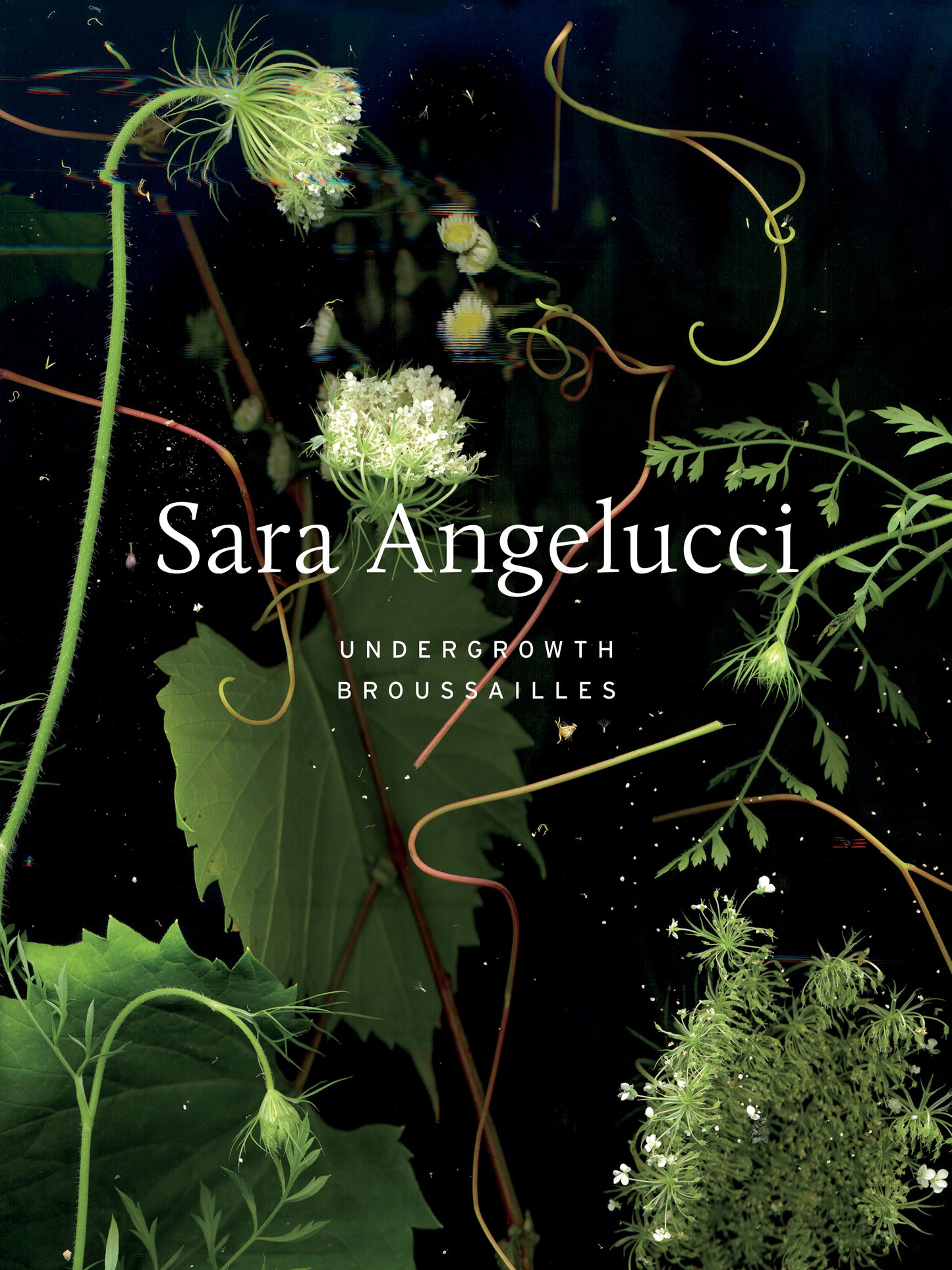 Sara Angelucci : Sous-bois / Broussailles